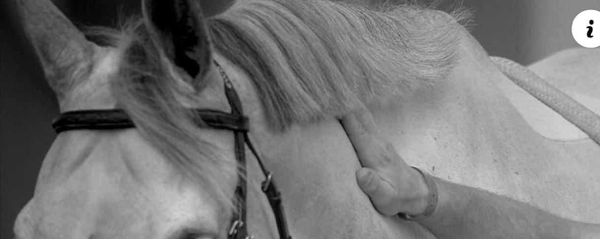 Öppet brev: fyra ridsportföreningar kräver nolltolerans, tydliga regelverk och transparens!