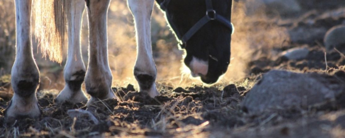 Kvarka och EHV-1 konstaterat på flera platser