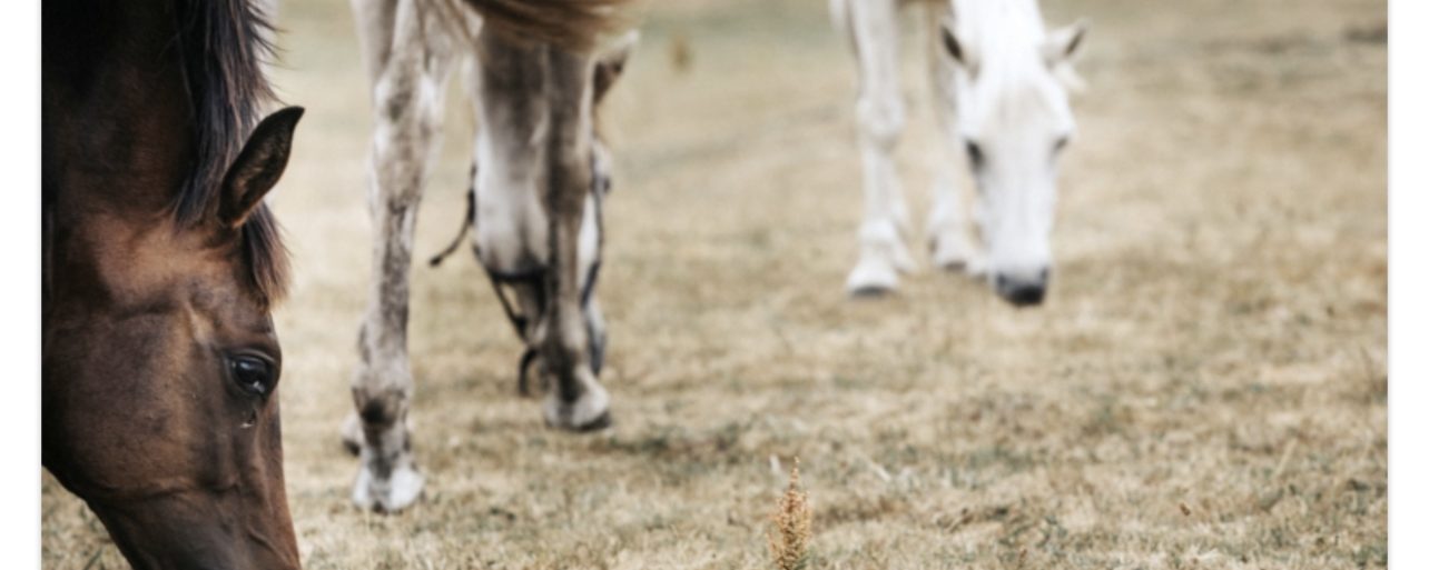 Går det att få fjutt på betet i torkan?
