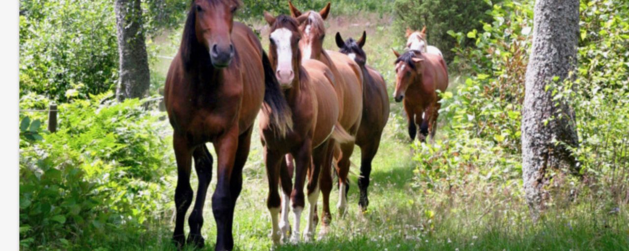 Så kan du fodra klimatsmart